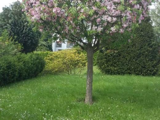 Haus kaufen Glashütten gross wmeenjppt5nv