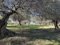 Haus kaufen Episkopi bei Rethymno klein t0oilk257kdr